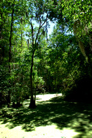 Florida & Swamp